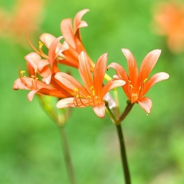 夏植え球根 リコリス サンギニア (キツネノカミソリ)