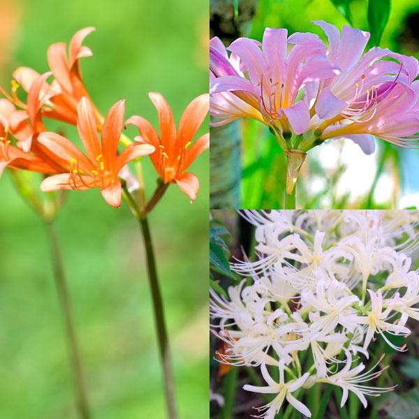 夏植え球根 リコリス おすすめリコリスセット