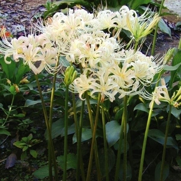 夏植え球根 リコリス エルジアエ