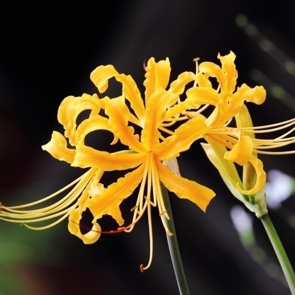 夏植え球根 リコリス オーレア