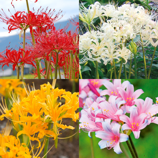 夏植え球根 リコリス 定番リコリスセット