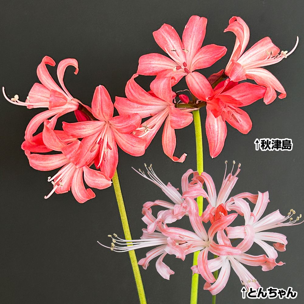 夏植え球根 高級ネリネBセット 2種2球