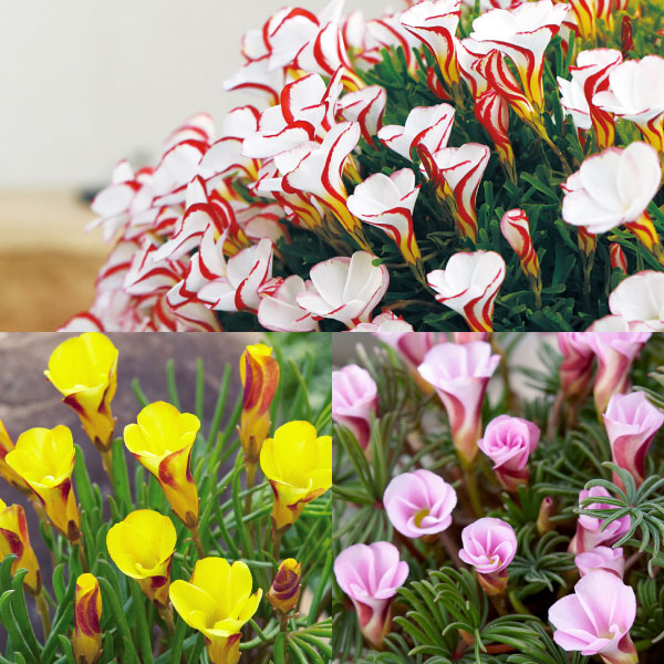 夏植え球根 オキザリス トリカラーセット