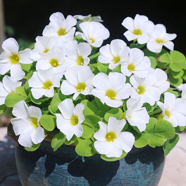 夏植え球根 オキザリス バリアビリス ホワイト