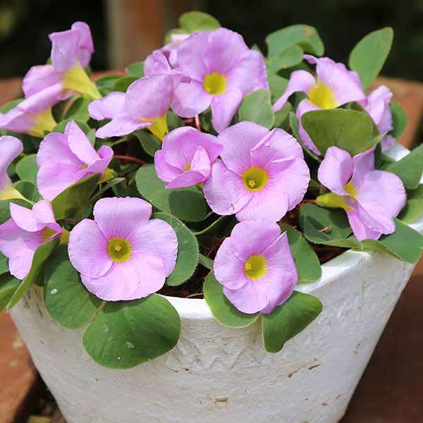 夏植え球根 オキザリス バリアビリス ラベンダー