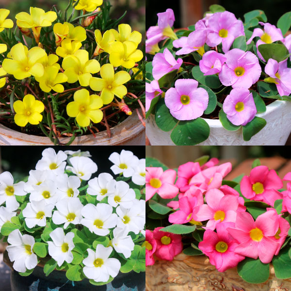 夏植え球根 オキザリス4色セット