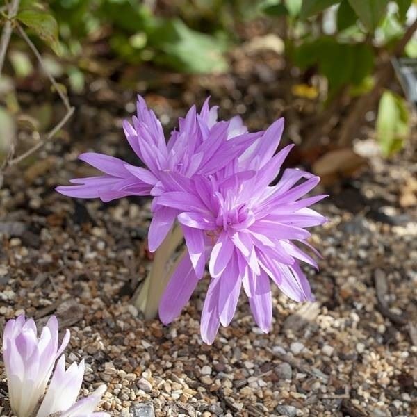 夏植え球根 コルチカム ウォーターリリー