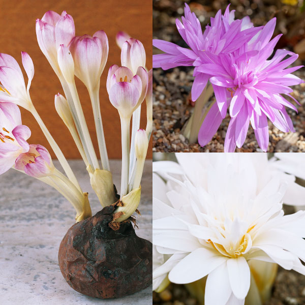 夏植え球根 コルチカムセット 3種3球
