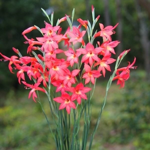 夏植え球根 秋咲グラジオラス プレオリー