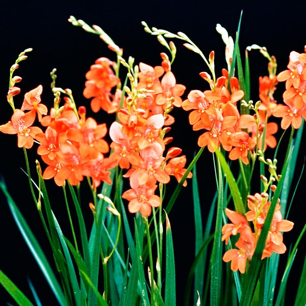 夏植え球根 トリトニア ラクシフローラ