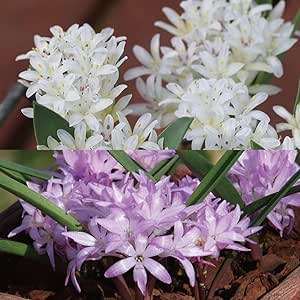 夏植え球根 ポリキセナ (ラケナリア) エンシフォリアセット 2種10球 (各5球)