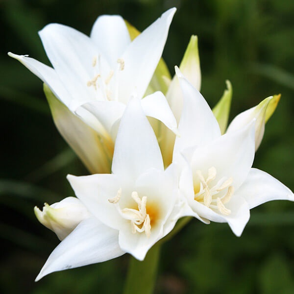 夏植え球根 ホンアマリリス (ベラドンナリリー) 白花