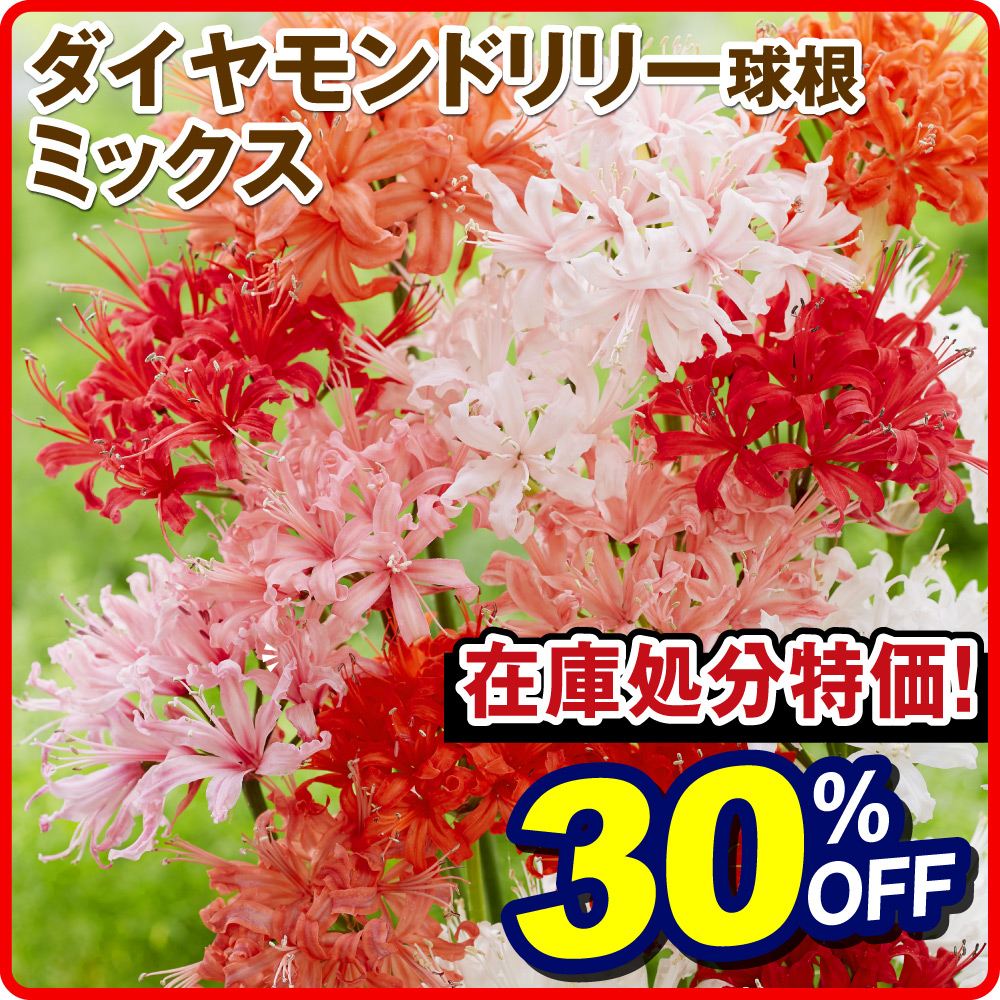 在庫処分 30％OFFセール 夏植え球根 ダイヤモンドリリーミックス (無選別)