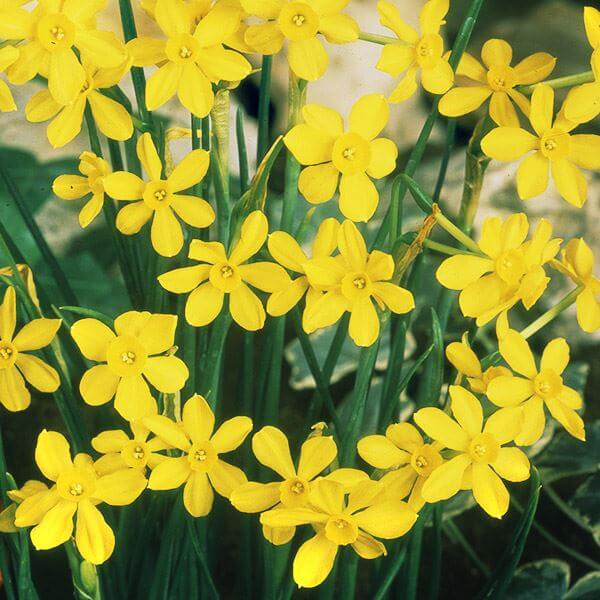 スイセン 球根 芳香水仙 ベビームーン
