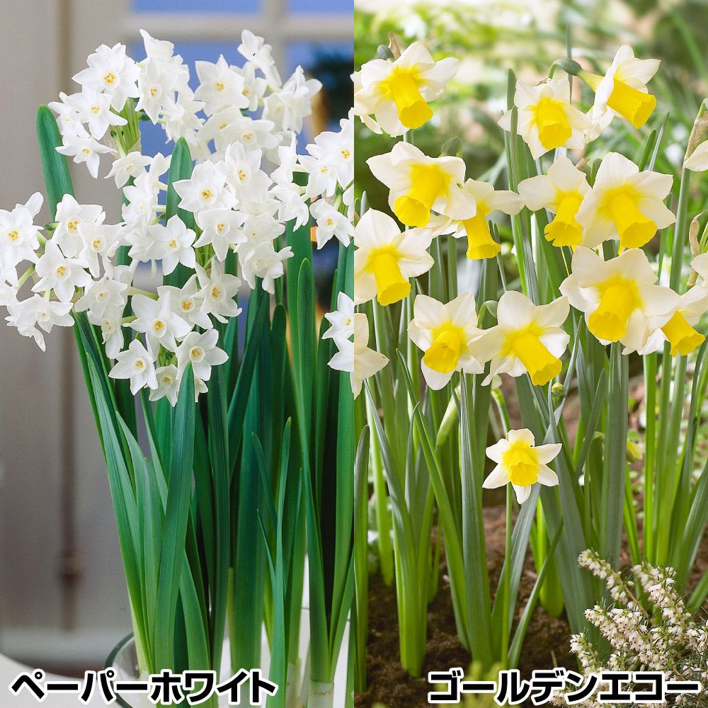 スイセン 球根 選抜芳香水仙セット