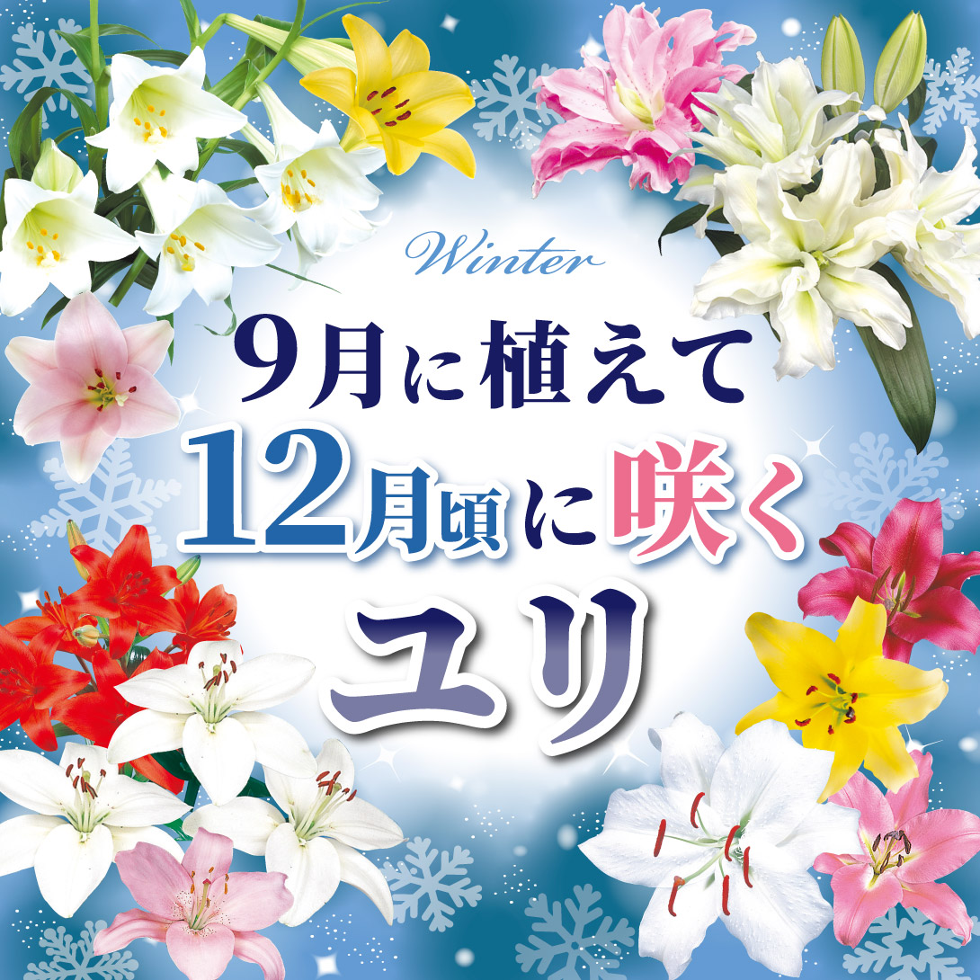 国華園オンラインショップ / ユリ 球根 12月咲八重咲オリエンタル