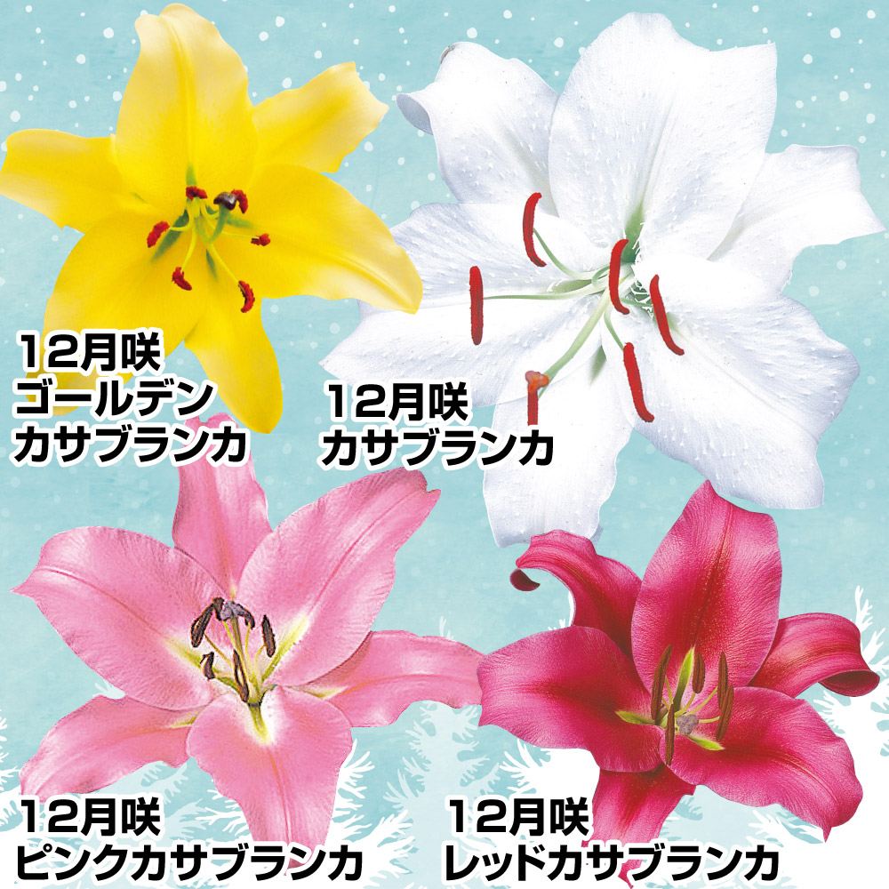 ユリ 球根 12月咲カサブランカセット 4種12球(各3球)