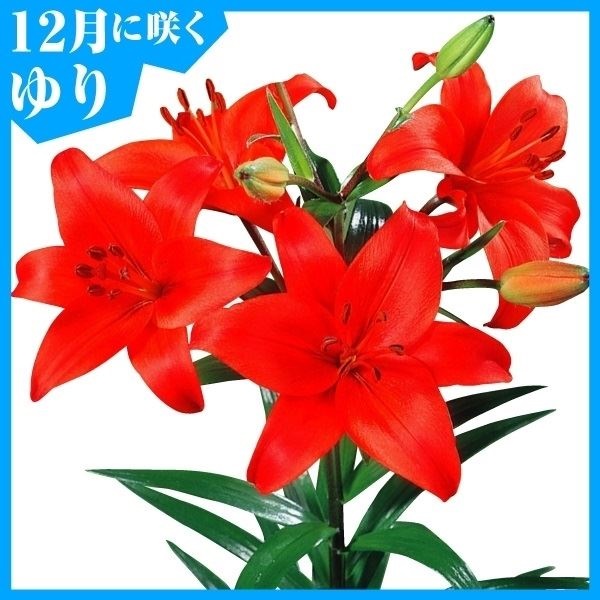 ユリ 球根 12月咲すかしユリ 赤花