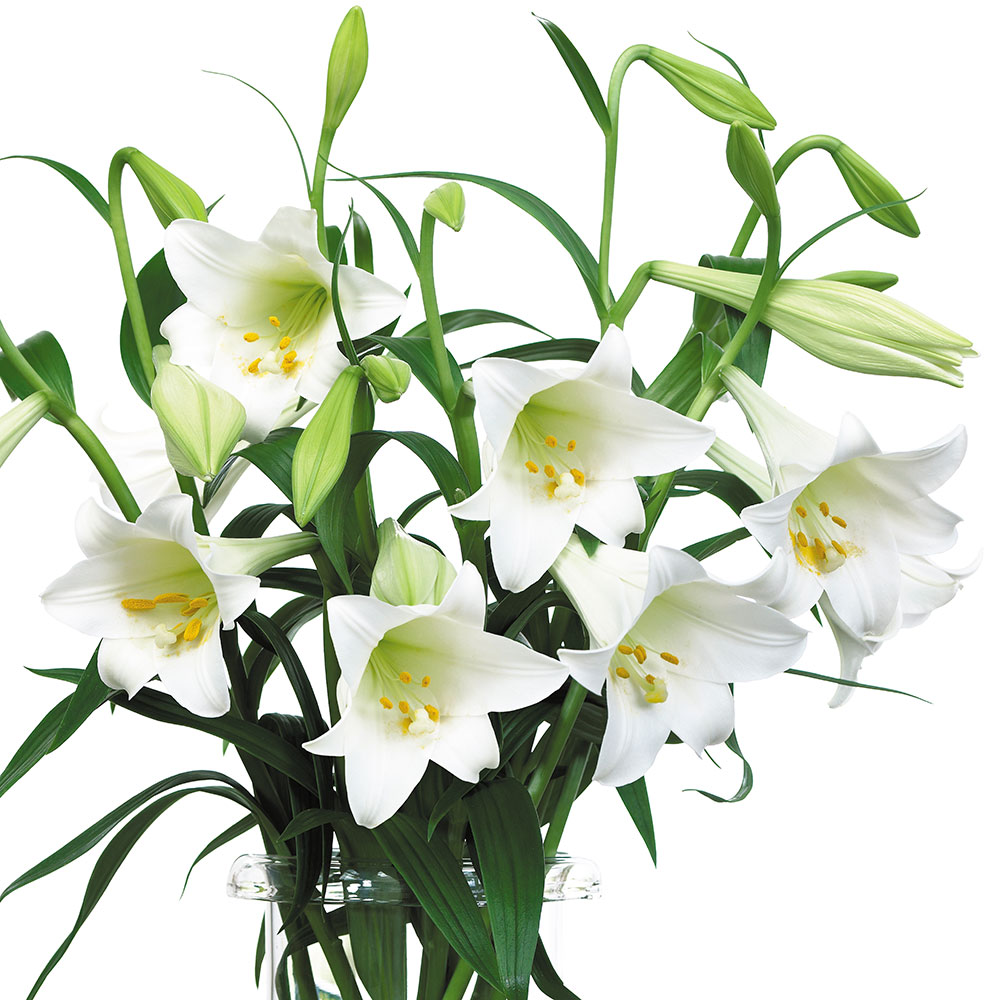 ユリ 球根 鉄砲ユリ 12月咲鉄砲ユリ 白花