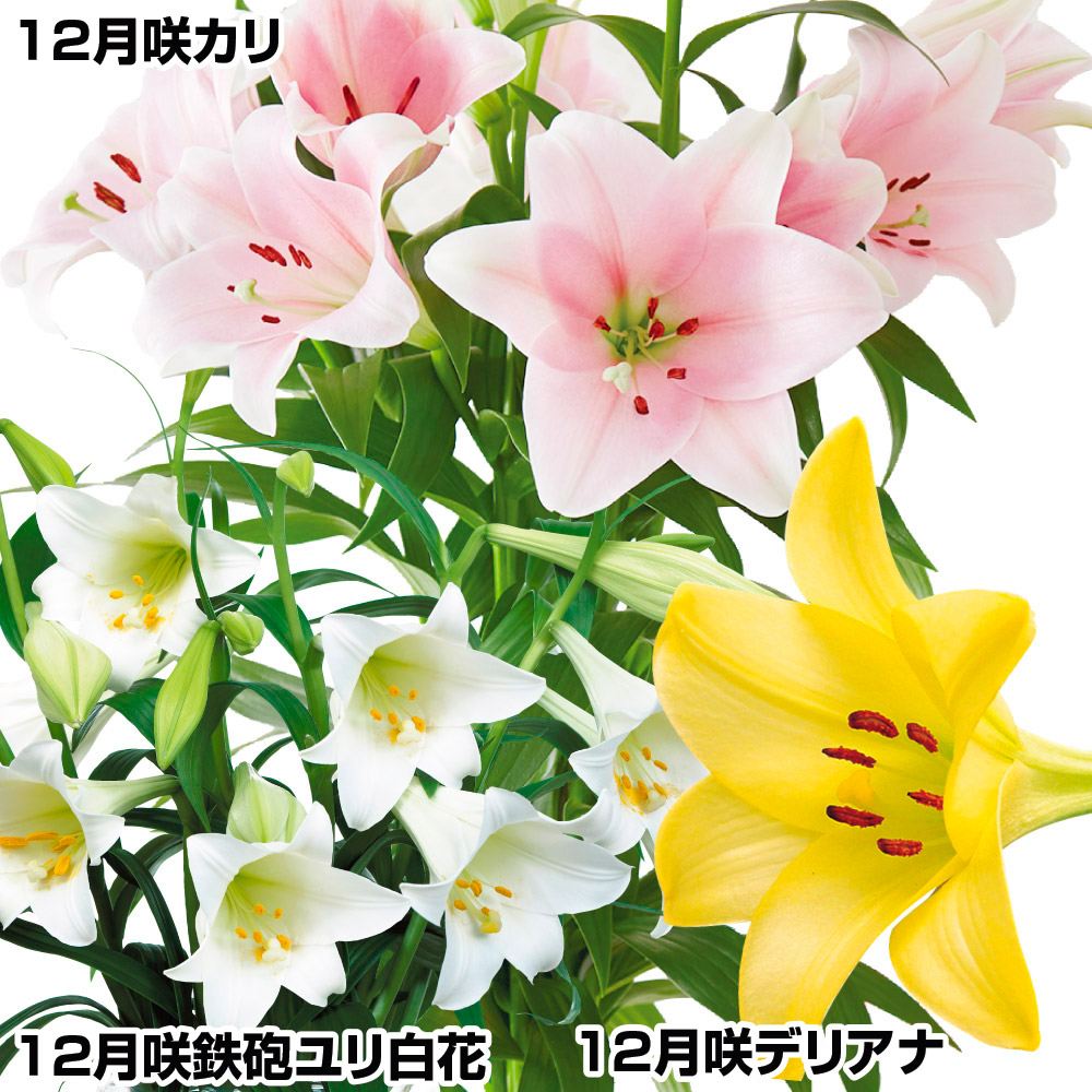 ユリ 球根 12月咲鉄砲ユリセット 3種9球(各3球)