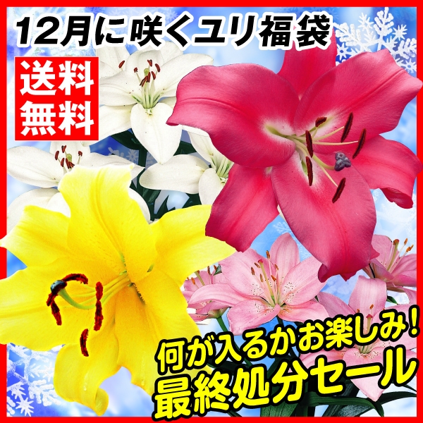 ユリ 球根 12月咲ユリ 最終特価福袋(品種見計らい・名称付) 送料無料