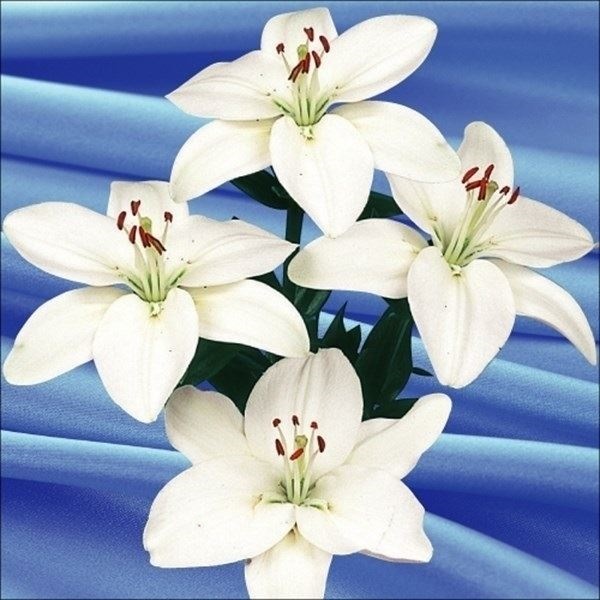 すかしユリ 球根 白花