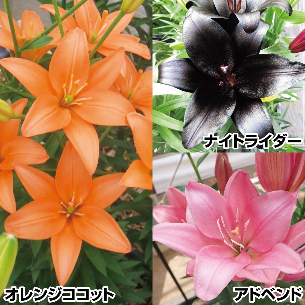 ユリ 球根 色鮮やかなすかしユリセット