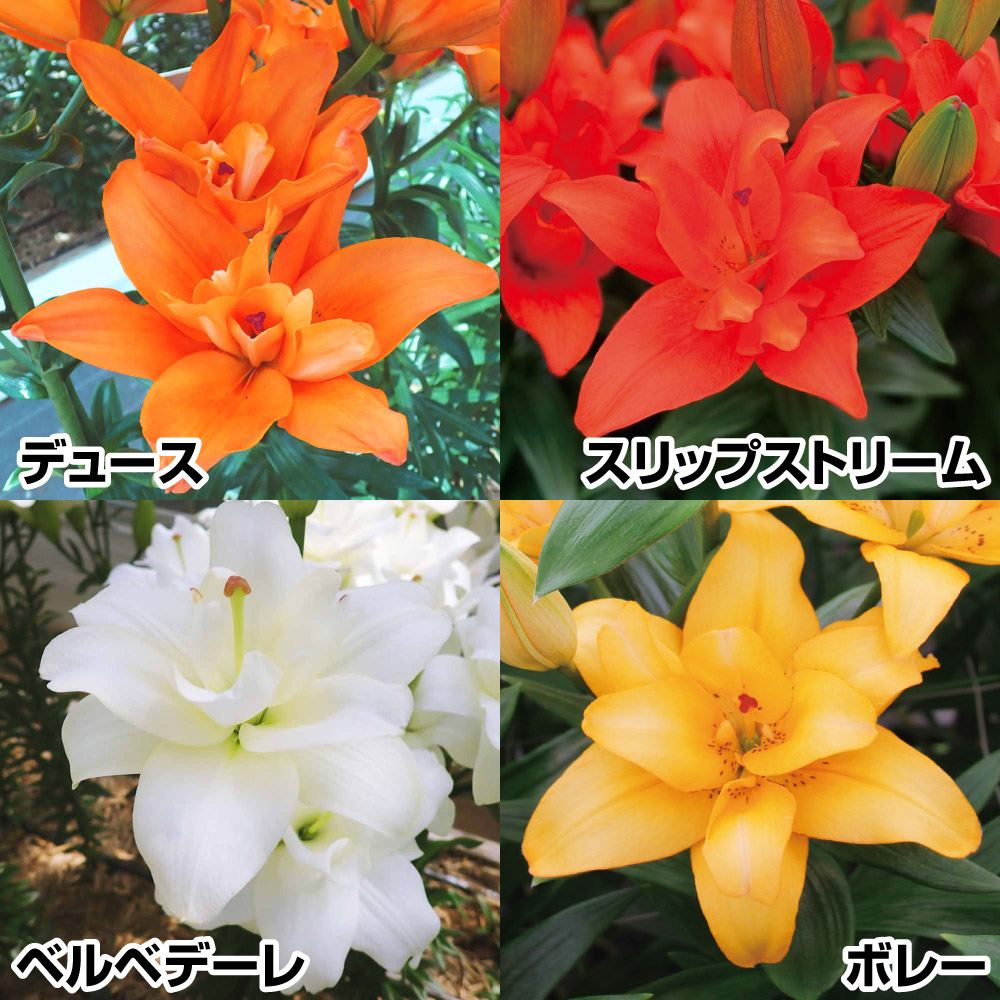 ユリ 球根 八重咲すかしユリAセット