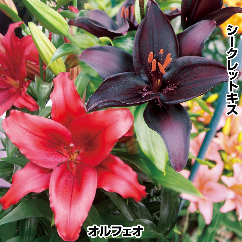 ユリ 球根 すかしユリ シックカラーすかしユリセット