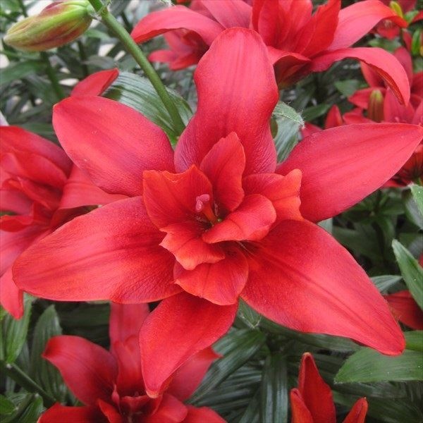 ユリ 球根 八重咲すかしユリ（無花粉） バルドイーグル