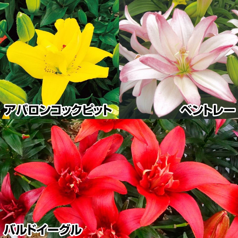 ユリ 球根 八重咲すかしユリBセット