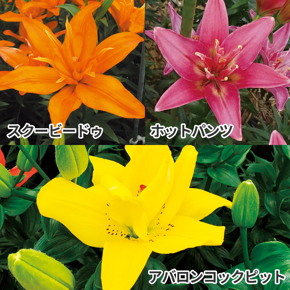 ユリ 球根 すかしユリ 八重咲すかしユリDセット 3種12球