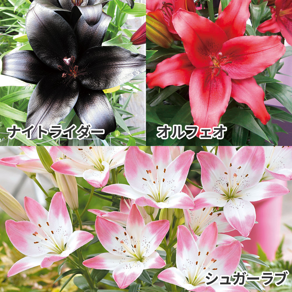 ユリ 球根 すかしユリ 人気すかしユリセット 3種12球