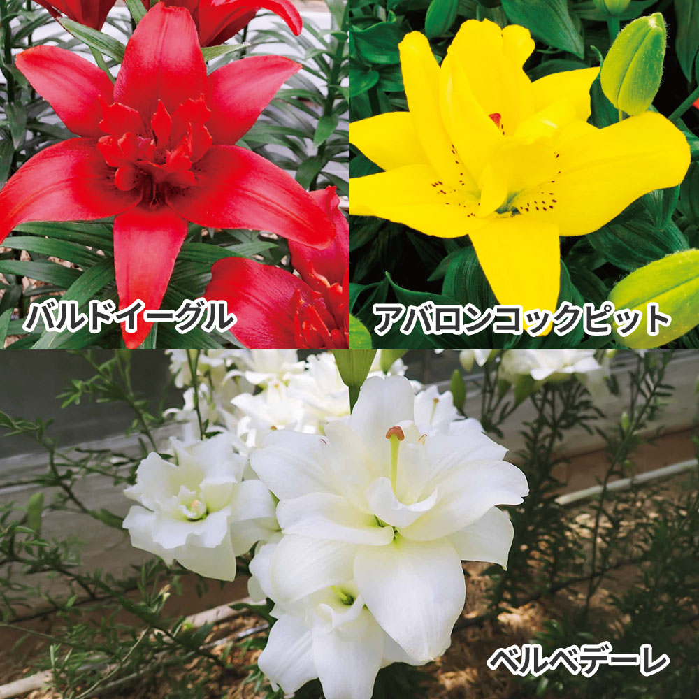 ユリ 球根 八重咲すかしユリCセット