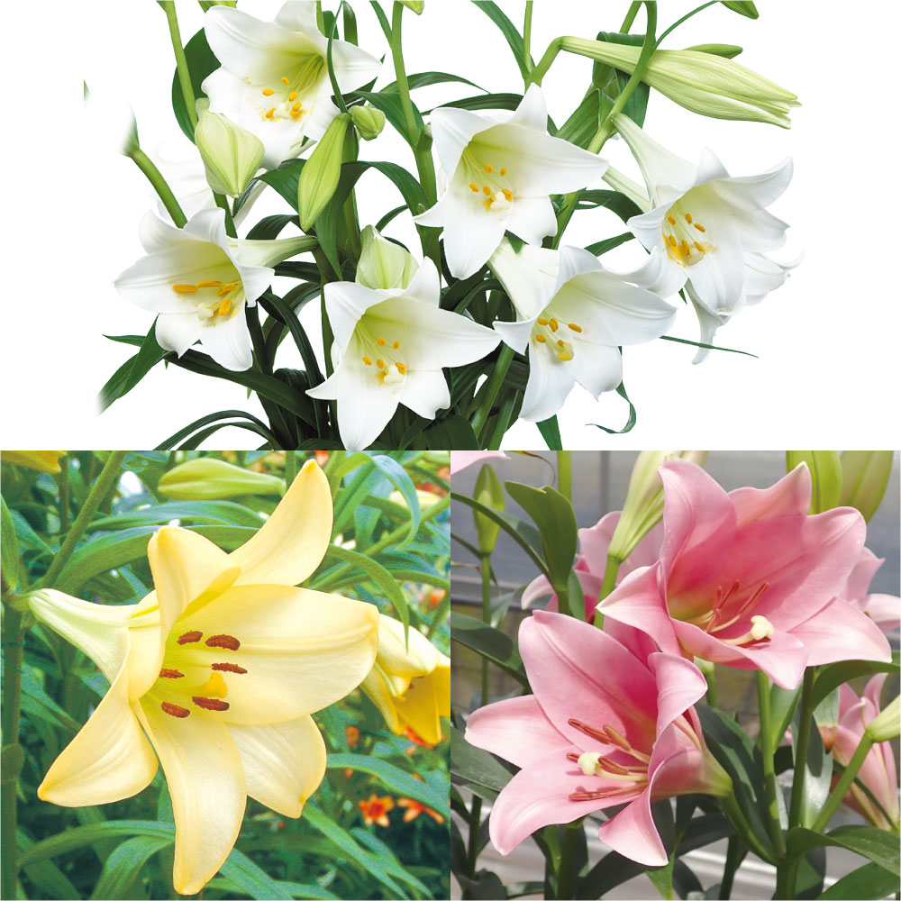 ユリ 球根 鉄砲ユリ 切花向き鉄砲ユリセット