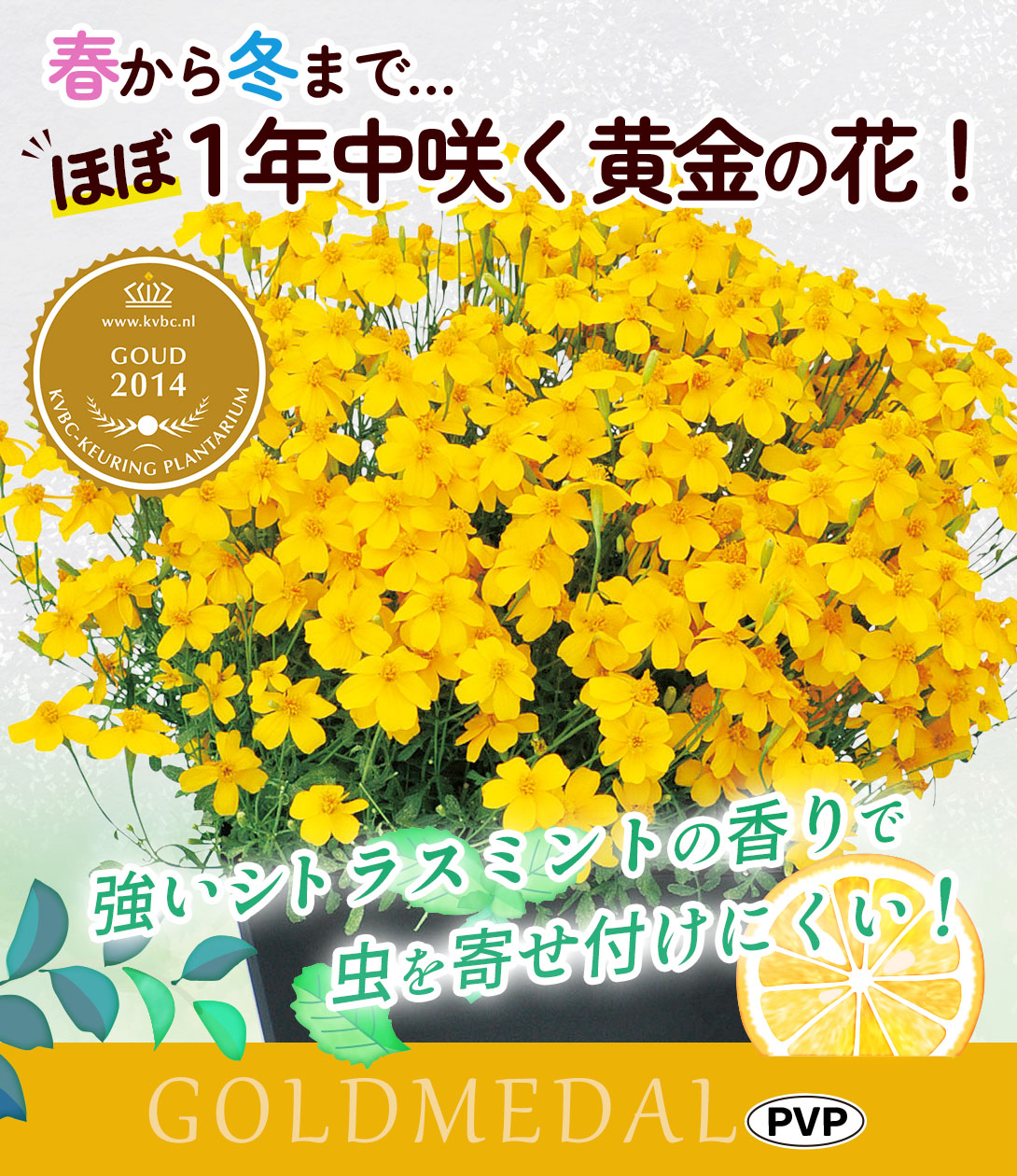国華園オンラインショップ / 花苗 宿根マリーゴールド ゴールドメダル