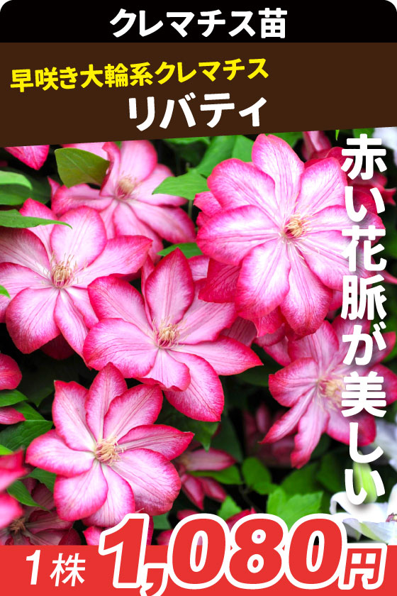 花苗 クレマチス リバティ
