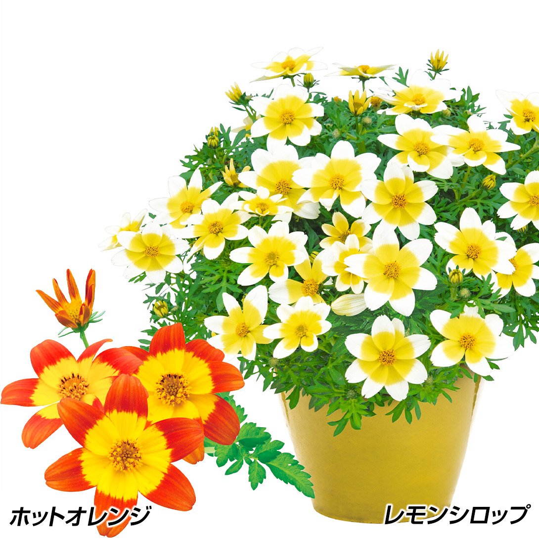 花苗 ビデンスセット 2種2株