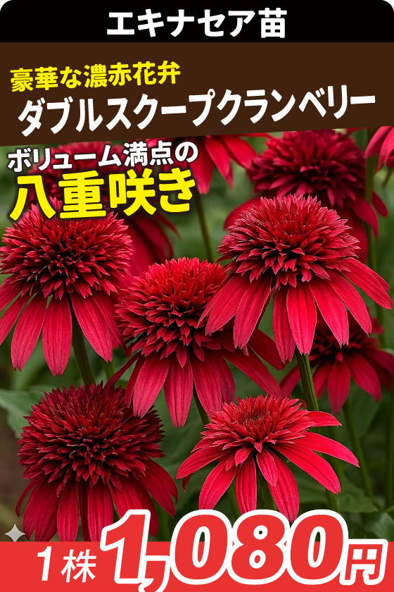 花苗 エキナセア ダブルスクープ クランベリー