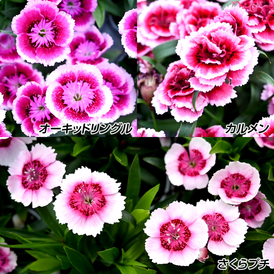花苗 トコナツナデシコセット 3種3株