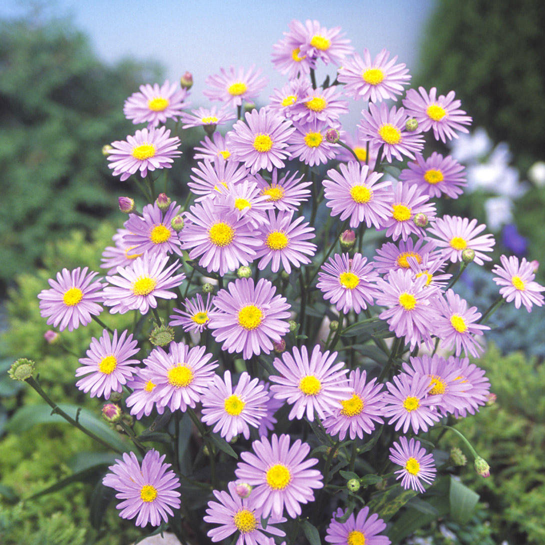 花苗 ボルドー菊 8株