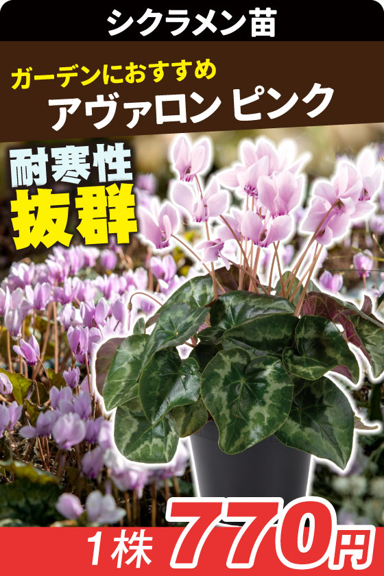 花苗 シクラメン アヴァロン ピンク
