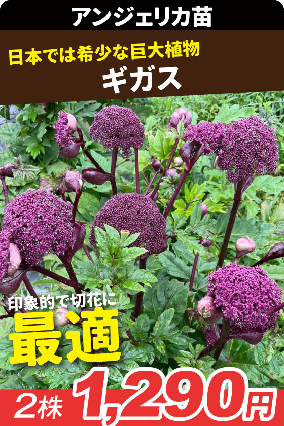 花苗 アンジェリカ ギガス