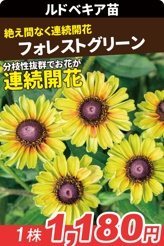 花苗 ルドベキア アーバンサファリ フォレストグリーン