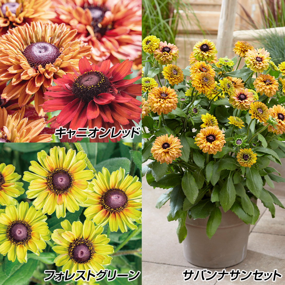 花苗 ルドベキアセット 3種3株