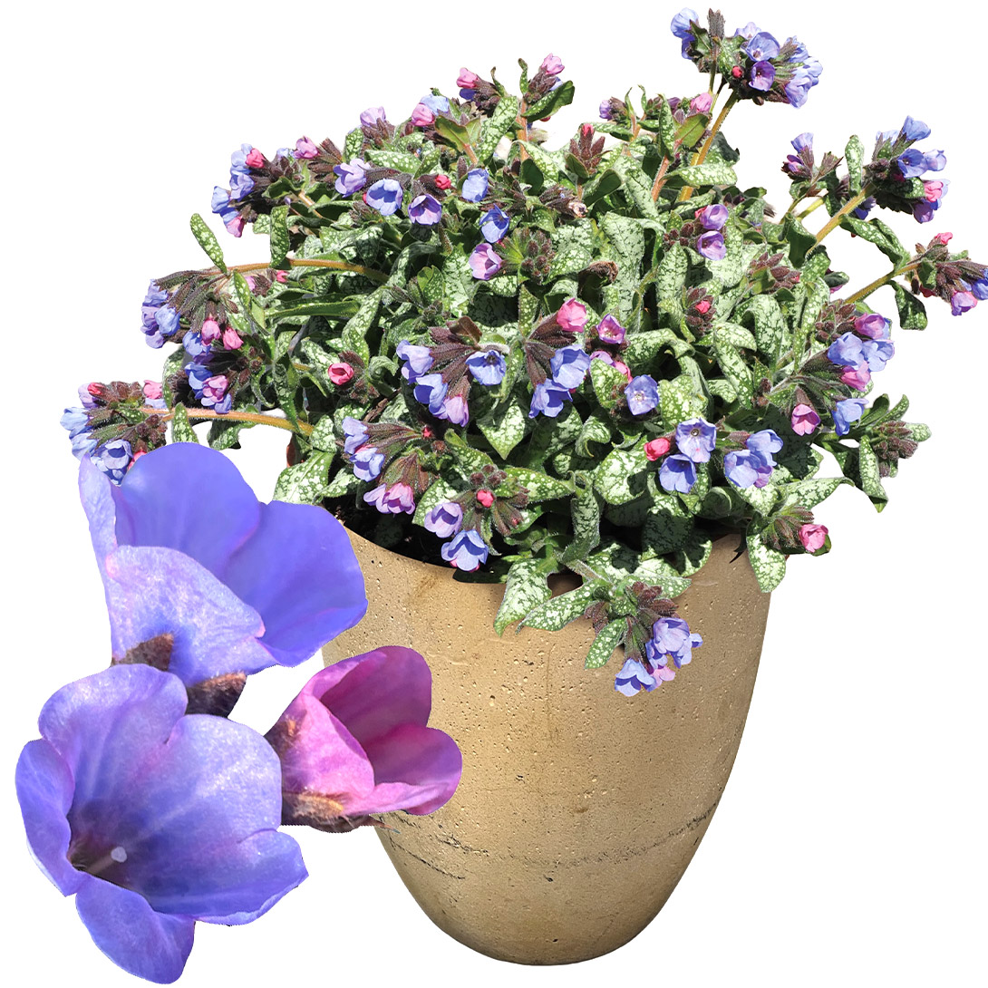 花苗 プルモナリア ピンクアブルー 1株