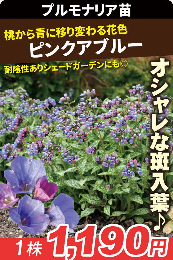 花苗 プルモナリア ピンクアブルー