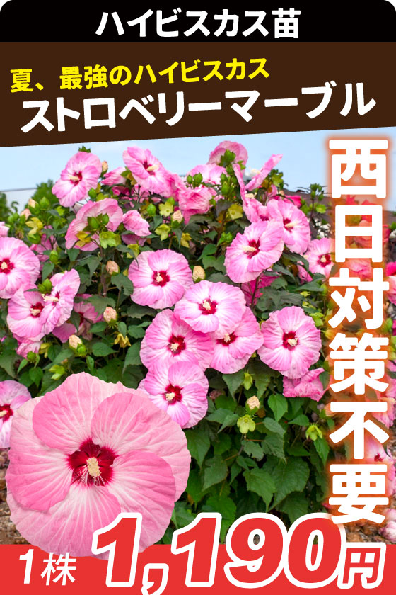 花苗 宿根ハイビスカス サマリフィック ストロベリーマーブル