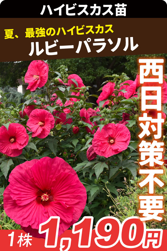 花苗 ハイビスカス サマリフィック ルビーパラソル