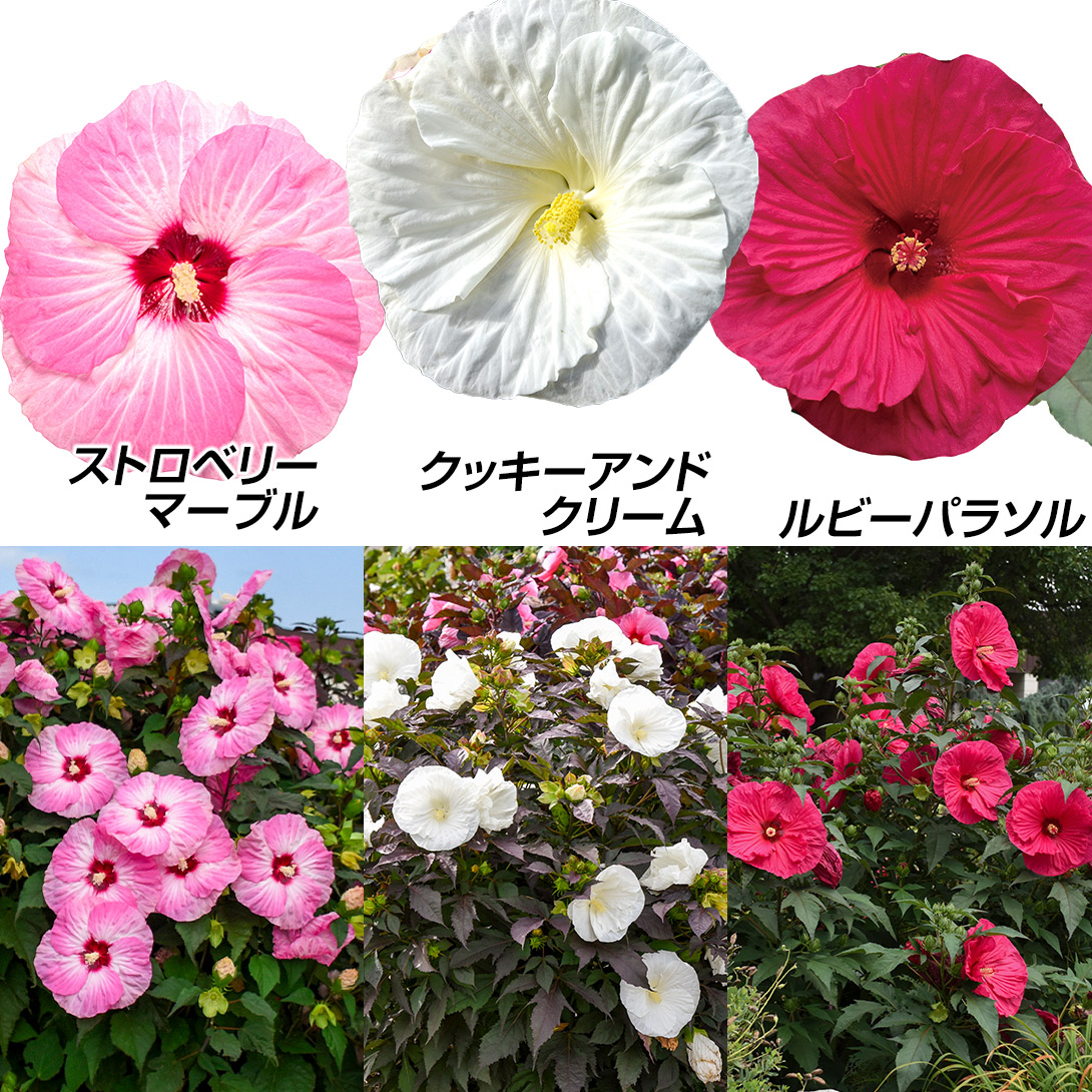 花苗 ハイビスカスセット 3種3株
